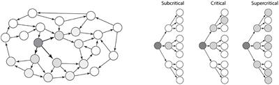 Why Firing Rate Distributions Are Important for Understanding Spinal Central Pattern Generators